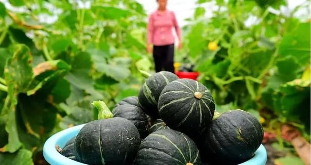 老鼠瓜种植时间及技术，老鼠瓜是什么瓜（农业种植“迷你”品种）