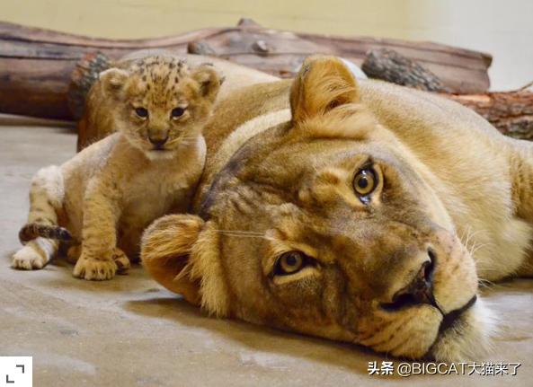 美轮美奂指什么动物，美轮美奂象征哪种动物（新版狮子王中的小辛巴原型竟是一只小母狮）