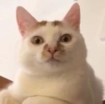 怎么解决猫咪挑食的问题，改善挑食，是一场人猫拉锯战