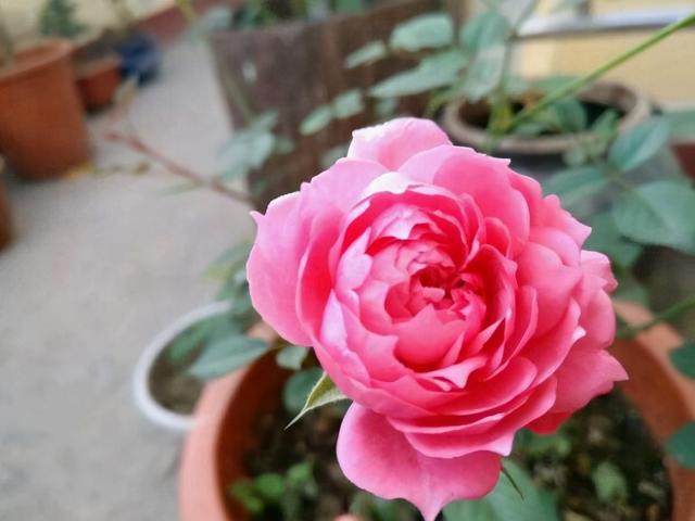 月季小苗品种，送你一份“清单”