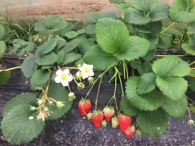 代森锰锌的功效与作用，代森锰锌的功效与作用的价格是多少（代森锰锌经常用）