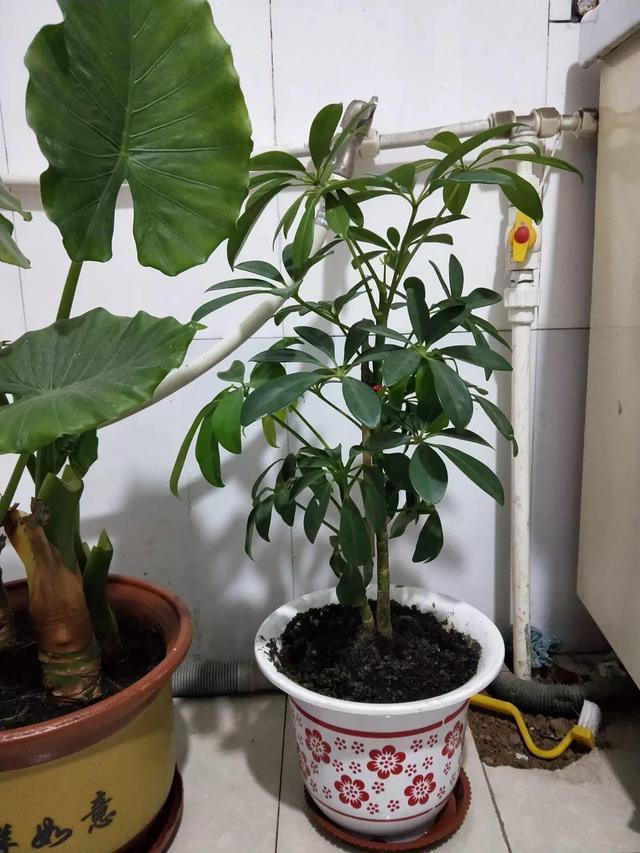 发财树可以扦插繁殖吗，发财树扦插繁殖方法（发财树养一盆就够了）