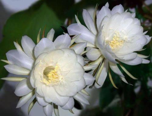 昙花什么时候开花，昙花什么时候开（昙花什么时候开花 几点钟）