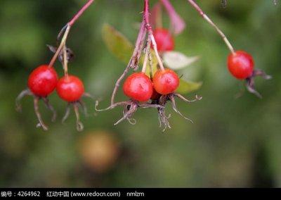 农村野花名称大全，十种好看的野花（你能叫出几种证明你是农村人）