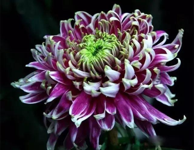 世界最美菊花80种太美了，金秋十月赏菊花——世界最美菊花80种送给您