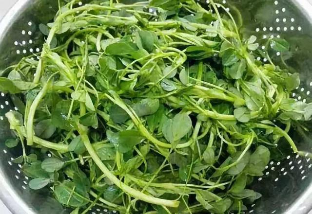 做清明果的草叫什么草，做清明果的那种草叫什么（春天不可错过的4种野菜）