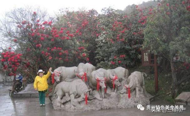 真正的龙眉图片，哪种眉毛是富贵眉毛（贵州旅游攻略之地球上的彩带——花的海洋百里杜鹃）