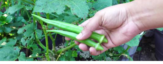 大花秋葵什么时候播种，秋葵的种植时间和方法