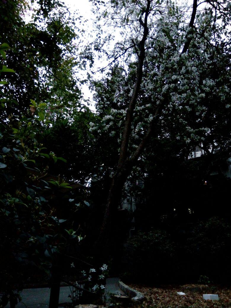 这种白色的像向日葵的花是什么啊，这种白色的像向日葵的花是什么啊英语（特写：白紫荆花）