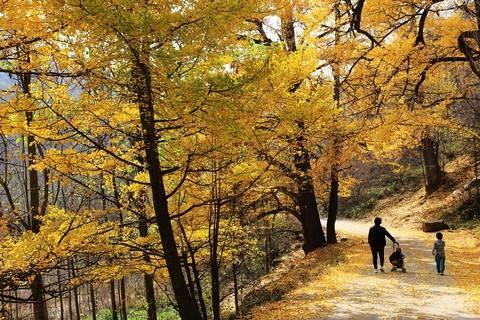 洛阳有什么特产，洛阳都有哪些特产（指尖家乡正宗特产汇总介绍——洛阳十大特色产品）