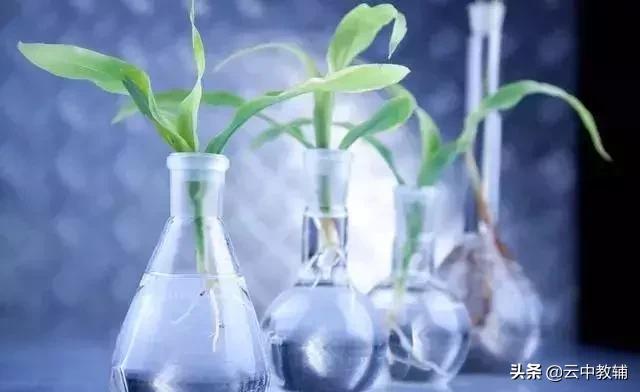 大肠杆菌菌落特征，大肠杆菌培养（一位高中生物老师分享对生物的理解）