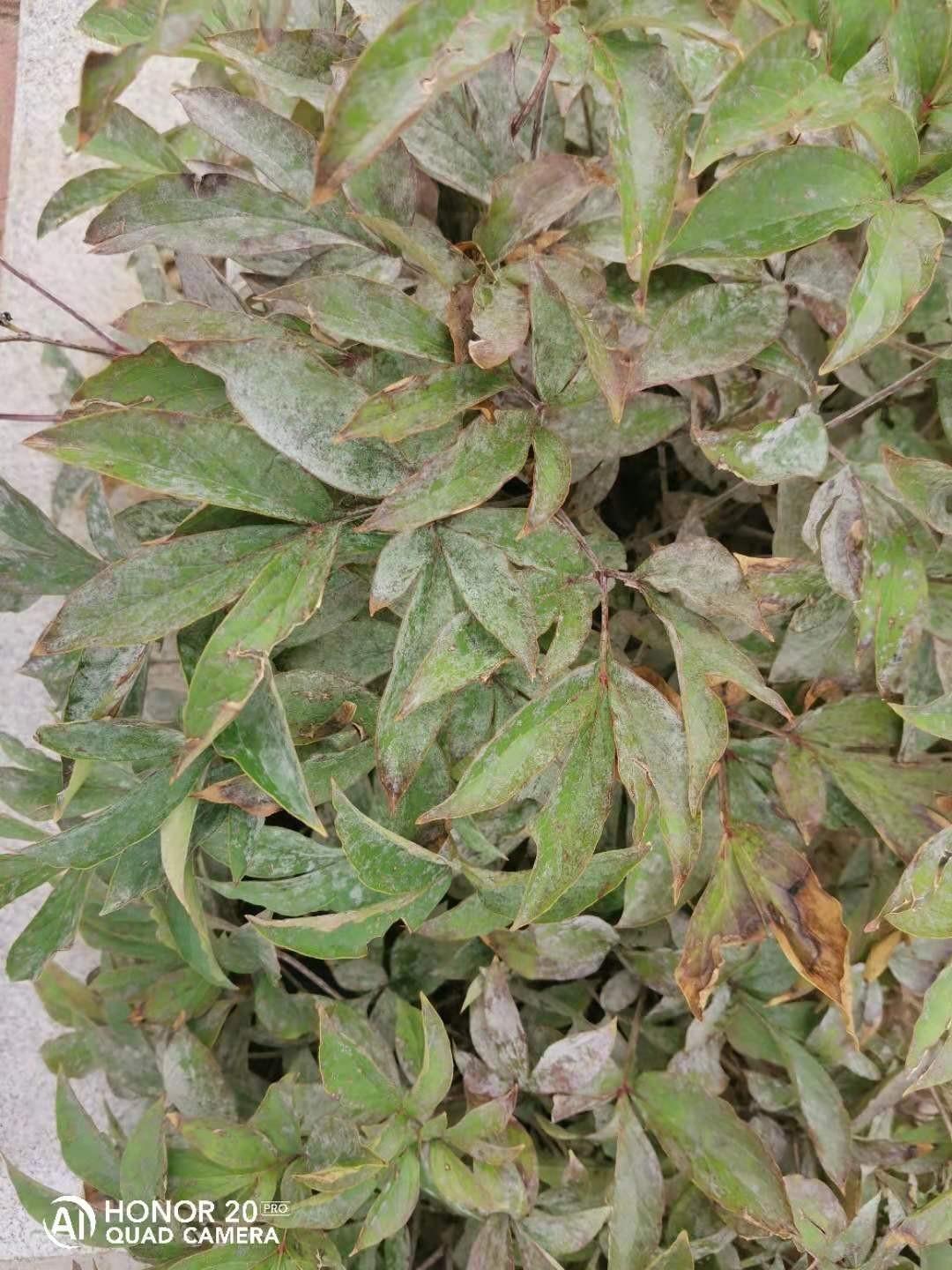 芍药白粉病病症(白芍的病虫害防治)-柯彬网