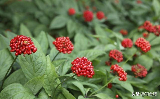 东北三宝人参鹿茸和啥，东北三宝是哪三宝（我国公认度最高的“东北三宝”）