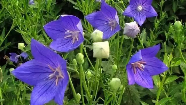 伯利恒之星花语,查自己的本命花(感受生活的温度<二>) 伯利恒之星花语,查自己的本命花(感受生活的温度<二>)