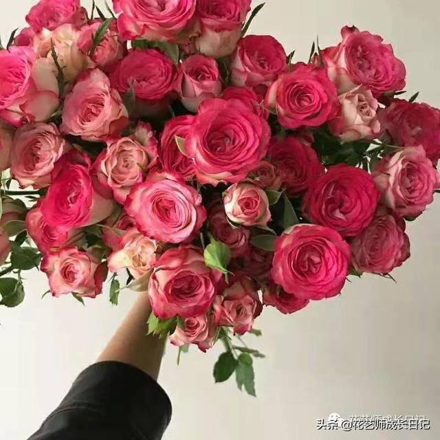 多头玫瑰花语，多头玫瑰花语是什么（白红交融的高级配色）