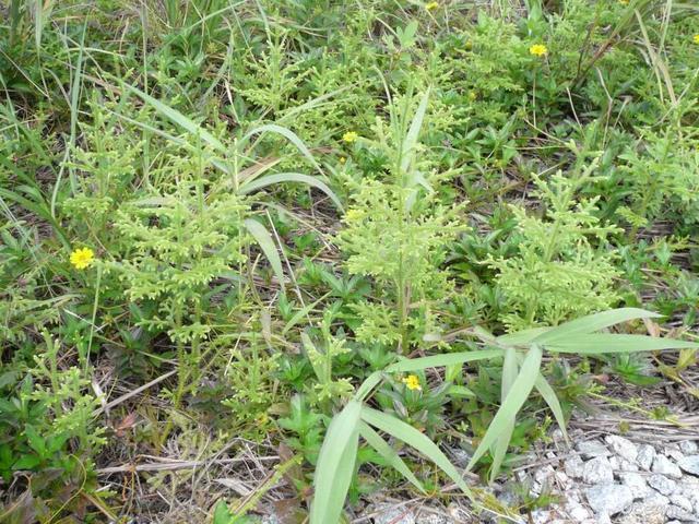 铺地蜈蚣盆景怎么养，铺地蜈蚣盆景叶子干枯（山上长出“铺地蜈蚣”）