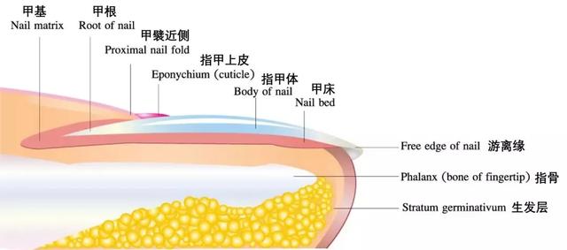 指甲很短很难看怎么办，指甲很短很难看怎么办呢（剪成这种形状才最“安全”）