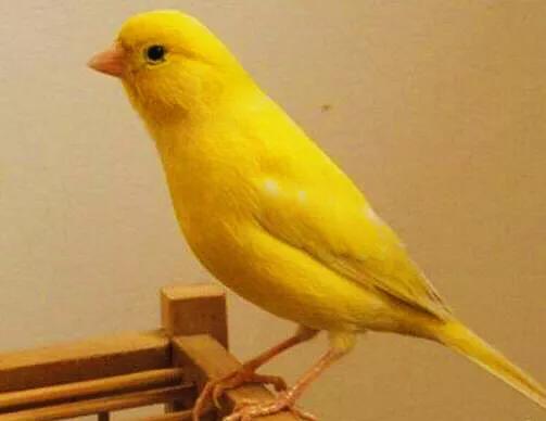 玉鸟吃什么饲料好，玉鸟吃什么饲料好（白玉鸟的饲养方法）