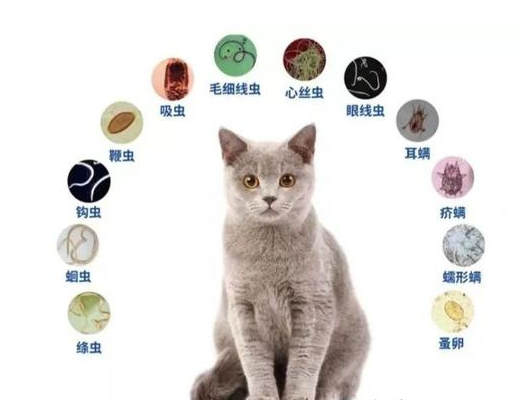 猫咪干呕怎么回事，猫干呕是怎么回事（猫咪呕吐是怎么回事）