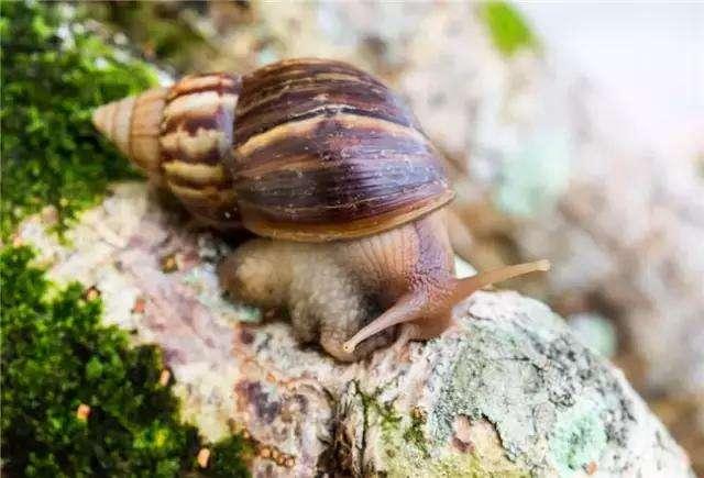 蜗牛居然是“蛋生”的，蜗牛产卵是什么样子的（广东发现一种大蜗牛）