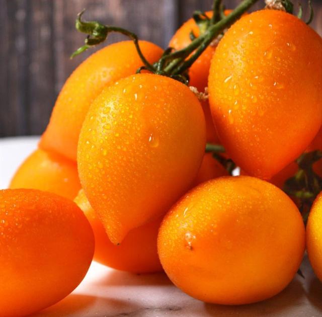 黄色小番茄和圣女果，比传统番茄更好种