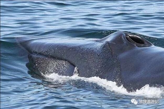 鲸鱼有哪些分类，鲸鱼有哪些分类和特点（鲸鱼的种类有哪些）