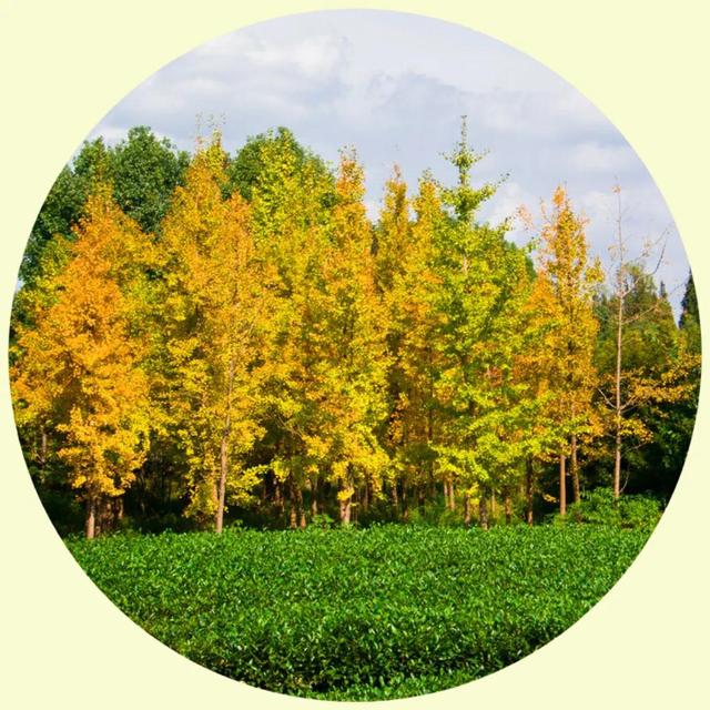 风景照片图片大全，微信头像，风景照片图片大全（令人心旷神怡的美景）