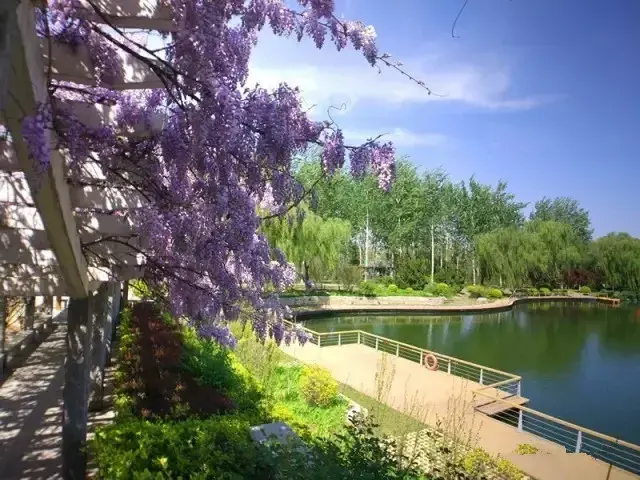 紫藤花几月份开花，那一抹抹浪漫紫梦幻了济南的春天