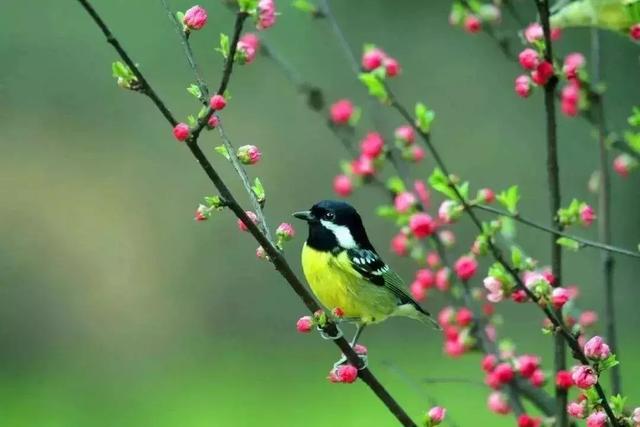 惊蛰是几月几日 惊蛰一般在哪一天，惊蛰是几月几日（万物复苏，今日惊蛰）