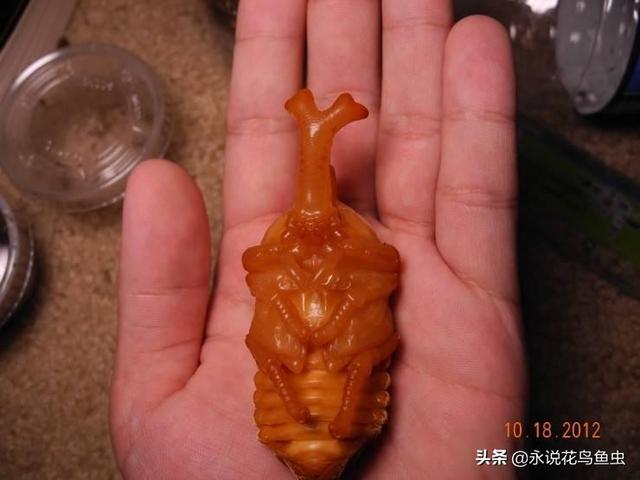 独角仙喜欢吃什么，独角仙喜欢吃什么水果（能养吗 好养吗 怎么养）