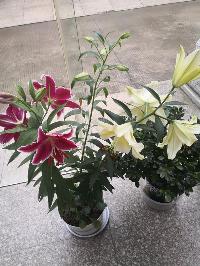 百合花介绍，百合花介绍50字（ 买百合花看清这部位）