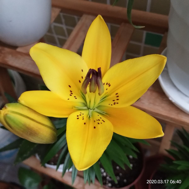 十二星座生辰花及花语，生辰花的花语（来看看你是哪个）