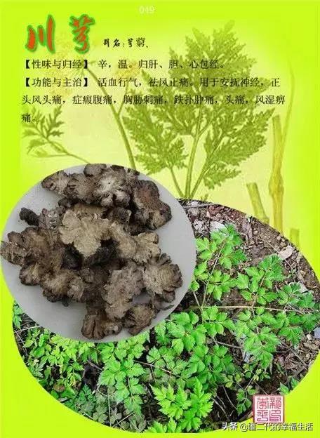 常见中草药图谱，中草药经典图谱（让你知道常用药都长啥样）