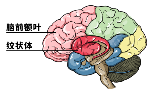 我心水你什么意思，心水是什么意思（看色情片，会如何损伤你的大脑）