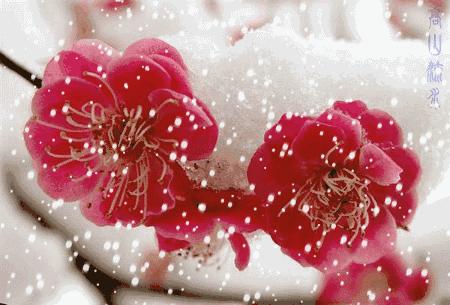 咏梅的古诗,写梅花的诗词名句(建议孩子们寒假晨读晚诵的30首咏梅诗词) 咏梅的古诗,写梅花的诗词名句(建议孩子们寒假晨读晚诵的30首咏梅诗词)