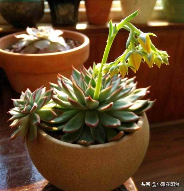 盆栽多肉怎么培育好活的，用一个“小技巧”