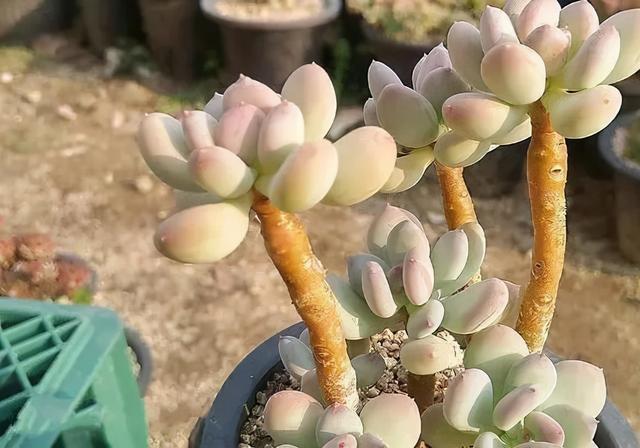 多肉十大美人系列，十大漂亮多肉（盘点盘点多肉界的“美人”们）