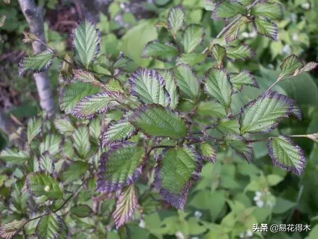 金缕梅，国家一级濒危珍稀植物（金缕梅对皮肤的作用）