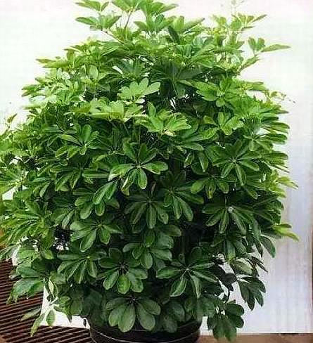 鸭掌木又叫做鹅掌柴,我们这边都叫它发财树,养的是非常多的,因为它的