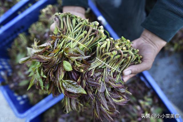 吃香椿的禁忌吃香椿要注意 吃香椿的禁忌介绍，吃香椿的禁忌吃香椿要注意（吃香椿时有“3忌”）