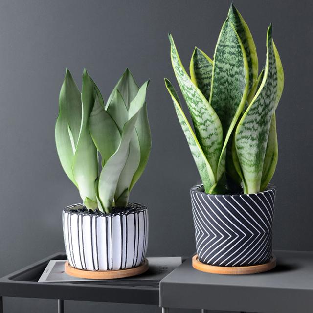 适合家里养的32种花，家里养什么花好（”家居盆花100种）