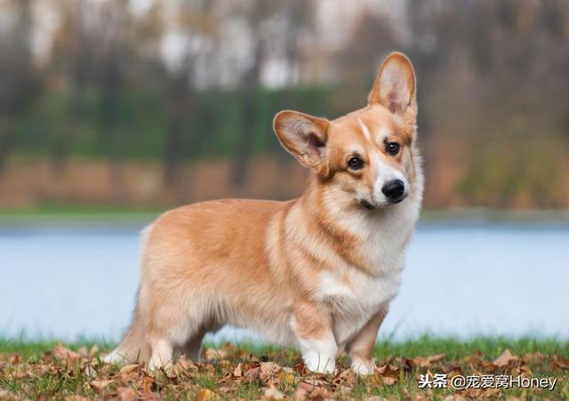 威尔士小短腿柯基犬，柯基犬备受英国皇室成员的青睐