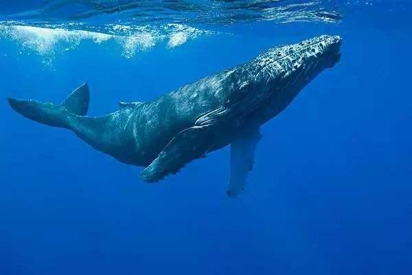 为什么鲸鱼会睁着眼睛睡觉,为什么鲸鱼会睁着眼睛睡觉呢(那它们在海里