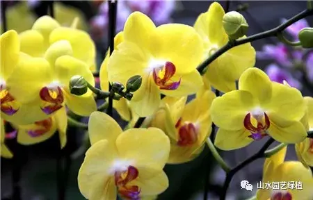 蝴蝶兰花语大全，各种颜色的蝴蝶兰花语