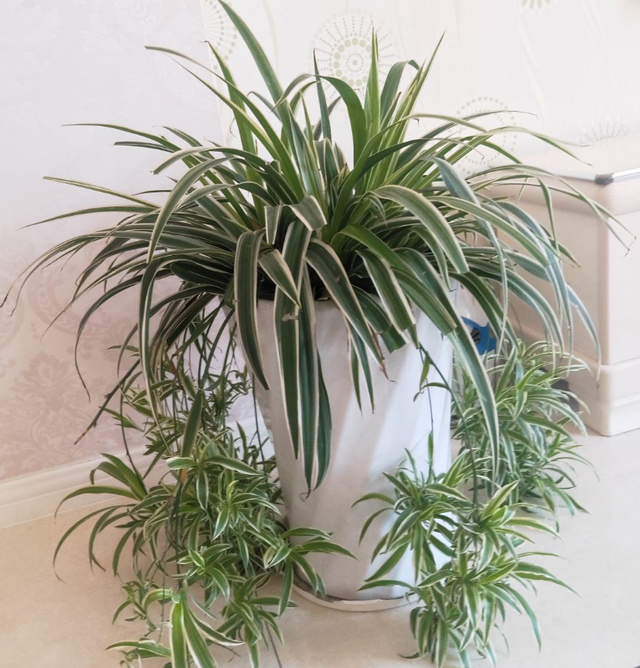 吊兰品种，10种常见“吊兰”（吊兰品种有哪些）