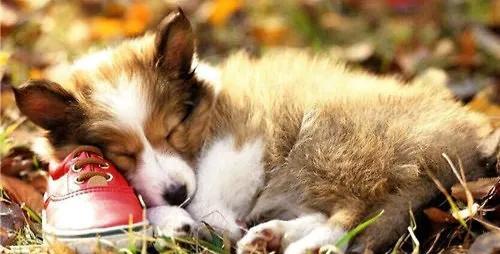 威尔士柯基犬怎么介绍，威尔士柯基犬属于什么犬（威尔士柯基犬）