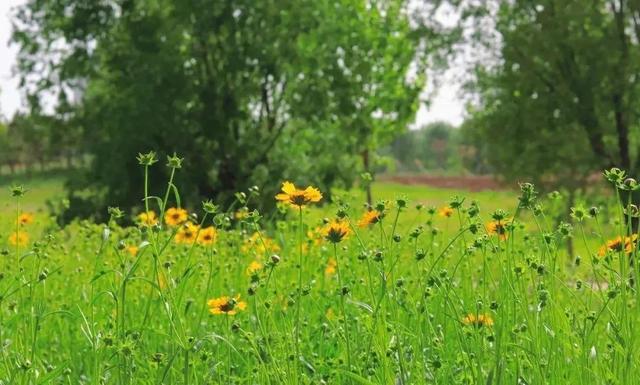 故事的小黄花代表什么，故事的小黄花代表什么含义（初夏——故事里的小黄花）