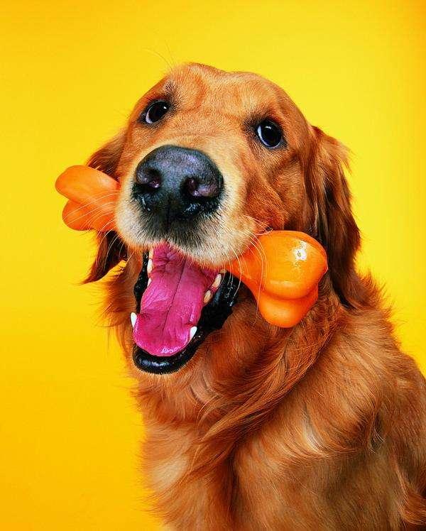 动物的舌头有什么作用，动物的舌头有哪些作用（动物舌头的“功能”对于动物来说舌头而是一件“厉害的武器”）