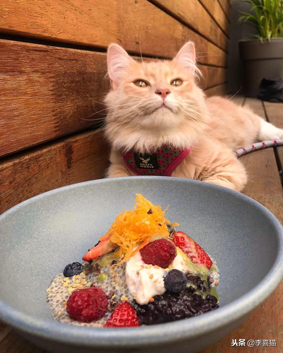 猫能吃猪肉吗(猫咪能喝蛋花汤吗)