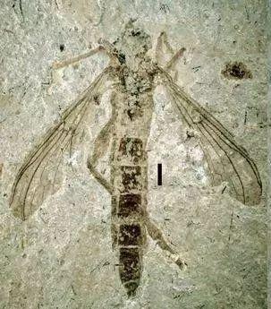 遗迹化石是指什么，属于遗迹化石的是什么（何谓化石？有什么价值）